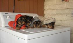 adorable purebread yorkies all ready to go
cash and in person only call 204 5706
these puppies retail for alot more so
i will not tolerate inquires from rude
snobby people