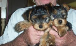 Male, stetson colored living in Chauvin, Louisiana mother and dad both registered mother miniature dad is a toy.