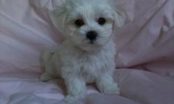 I have 2 purebred female Maltese puppies for sale. The puppies were born on May 18, 2011. They have soft pure white coat with black points, and are 90% potty train to go on mats. They will be no more then 5-7 lb at maturity(Adult). They are up to date on