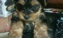 8 wk old, Male Yorkie pup, all work done