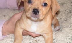 This is an 8 week old mix Peikachoo puppy born 2/19/11. He has had his first shots and wormed. This is a sweet and platful little fellow. He was raised in a home with attention from adults, children and other pets. The puppies are small and full of love