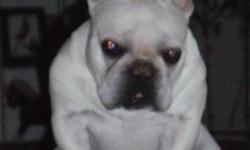 I have one 8 year old adult male cream French bulldog .He has been fixed. He has special needs and can not be place in a home with children or other dogs. Needs a calm home where he can just chill out. Loves to snuggle and sleep in the bed/couch just has