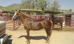 Sorrel with flaxen mane and tail, good confirmation, loads, shoes, and can be ridden by an experienced rider, as this mare is quick and can stop on a dime. Must see!!! For more information please call (520)304-0745
