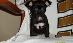 precious black/white female chi. pup-has been wormed & given shots-comes with puppy kit, food, toy, & health records-only asking $150.00 to good home. 256-355-2226