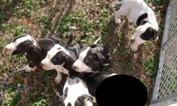 5 energetic, playful, and loving pit bull puppies. $100 rehoming fee. First set of puppy shots to be given at 10 wks. &nbsp;These puppies love to play and are played with by our two younger children. &nbsp;Call Clifton or Marie between the hours of 9am to