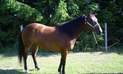 Cocoa ia a beautiful 9 year old AQHA mare you have to see this girl to appreciate her. She is also UTD on her shots and has been wormed regulary. Cocoa has an awesome conformation and smooth to ride. Cocoa loves people and has and excellent disposition.