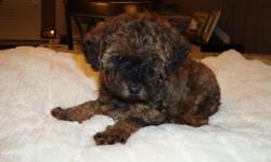"Scooby" is a rare phantom color toy poodle very vibrant, playful, smart, and loving. We bought him a week ago from local breeder, we have AKC paperwork and have not sent in regristration yet. We had 8wk shots and deworming done at first vet checkup.