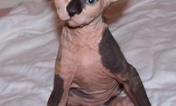 Crispy CFA registered sphynx kitten with an awesome personality, healthy and ready for her new home. She is litter box trained, she is fully inoculated, comes with her kitten food, toys, feeding manual and a one year health guarantee. She is 10 weeks old,