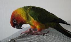 Nansun for sale. HIs name is Roscoe and he is approx. 4 years old. He comes with his cage and toys. He was also micro-chipped. He loves other birds and he has beautiful colors: Green, blue, yellow, orange, red, and some black on his head. He is shy and