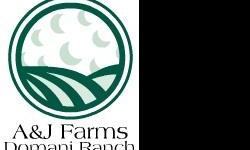 A&J Farms Domani Ranch
4301 Ridge Road Seneca Falls NY 13065
Call Today To Order Your Poultry! - --
Click Here To Visit Our Website
Chickens, Ducks, Geese, Turkeys, Guineas & More
Looking for a quality poultry hatchery to buy chicks, ducks, geese,