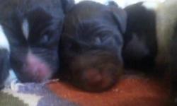 I have Pure bred A.K.C GSP for sale. They were born 3/14/11 they will be ready in May. They are all liver ticked. Tails docked,Due claws done and will have first round of shots as well as the registration paperwork. They are litter registered. Mother and