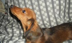 8 month old A K C registered Beautiful Red Sable male long hair small Dachshund with papers. He was left with me to care for, owner moved into apt. and can not keep him. He needs a loving FOREVER home. Jacob is a sweet heart and very smart, he is very