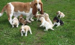 A.K.C. REGISTERED BASSET HOUND PUPPIES, 4 Females and 3 males. all lemon except for 1 mahogany. Males are $250 and females are $300. Lucasville area.. The black puppy is sold. Contact me 740-259-2373 or 740-961-1395, or email me at
