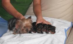 6 week old teacup yorkies 3 males 1 female
1st shots dewormed ready to go home
Female puppy $1,400.00 male puppies $1,200.00 each
Please call 786 356-7057 for more details