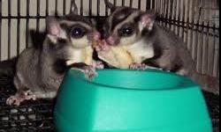 I have a pair of Sugar Gliders, male & female, for sale. They are 9mns old & have been raised together. I will sale them $150 a piece or as a pair for $275. This is a great deal, because their $375 a piece at a petstore. When you purchase a Sugar Glider,