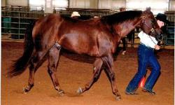 Own son of impulsions. Halter and Western Pleasure winner.&nbsp;2009 Foundation Quarter Horse World Champion Amt. Halter Gelding and Reserve Amt. Western Pleasure horse.&nbsp;Great trail riding horse.&nbsp;Looks 10 but is a young 19 year old. Big, stout