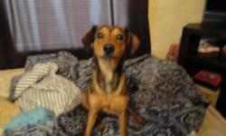 She is approximately 6 months old. She appears to be an Italian Greyhound mix. She is great with children of all ages and with other dogs. Someone dropped her off by my house and I promised my children I would try to find her a home before calling the