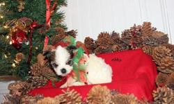 ABBY is an adorable little Chinese Crested Powder Puff female that was born November 1, 2012. Black sable and white markings. She is current on shots and dewormed with a written health guarantee. CKC Registered. We have started puppy pad training, and