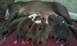 I have 2 males and 2 females still available the puppies were born 7/28/11 we are taking deposits, puppies will come with ears clipped dewclaws removed as well as dewormed. Feel free to visit our website: www.cowboysbluedozingbullys.com photos of the