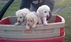Absolutely precious Yellow & Ivory Labs, AKC registered. Born 9-19, dew shots, wormed, family raised hunters. Females $450, Males $400. Also a 6mo old Ylw PB F, $200