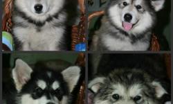 PRICE REDUCED!! ACA Alaskan Malamute puppies..12 weeks old, Vet checked..first 2 puppy shots, dewormed since they were 2 wks old, playful, healthy and ready for their new homes..Puppies come with ACA registration papers, HEALTHY PUPPY CONTRACT AND