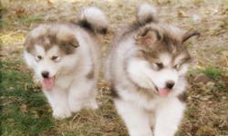 BEAUTIFUL ACA Alaskan Malamute Puppies..MALES AND FEMALES..Up to date on shots and wormings. Puppies come with HEALTHY PUPPY GUARANTEE AND CONTRACT, SHOT RECORDS, AND ACA registration papers. These not so little furballs will be ready for their new homes