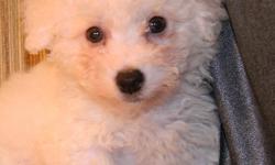 Male ACA registered Bichon Frise. Up to date on puppy shots, 10 weeks old, $300.