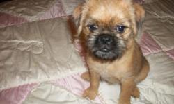beautiful brussel griffon pups. these pups are very sweet with wonderful personalities. they are a small breed 8 to 10 pounds max. 1 male is a smooth coat very nicely marked . other two are rough coats . cute as can be.they are 12 weeks old . boys weight