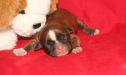1-female-Sissy (Last pic) and 3 Males(Boxer #1 and #2 pic, Cotton #3 and Oliver #4) --Gorgeously marked ACA reg Shih tzu puppies. They from very loving parents with great temperments. Will be family raised by adults and children (ages 5-9-15)....As they