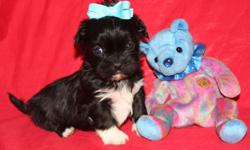 Just in time for Christmas!! ACA reg, family loved and spoiled!! 2 Males. Bentley-black with white paws and chest and G-man-little black and white little boy! Wonderful parents with sweet personalities and great temperments. Gorgeous full coats. I have