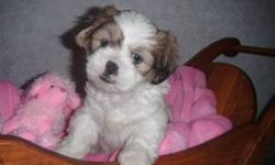 ACA Reg Lhasa Apso puppies 1st and 2nd set shots wormed and are ready for there new homes! They where born jan 3rd 2011... Females $325 and Males $275 Call Bethany @ 724-322-6275