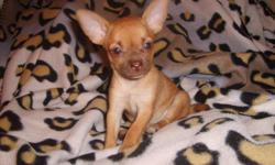 Very sweet loving puppies, in home raised w/grandchildren, handled daily, very friendly. 2 chocolate & tan males and a fawn w/dark mask female available. They were born June 23 are utd on shots & worming, dewclaws have been removed, a 3 generation