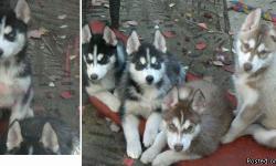 Born Aug. 20, 2012.&nbsp; Dewormed, current on all vaccines, crate trained, and micro-chipped.&nbsp; Parents on premises.&nbsp; Dam is AKC registered, red/white w/1 blue, 1 amber eye.&nbsp; Sire is ACA registered, black/white w/dark amber eyes. Puppies: F
