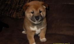 I have two cute 8 weeks old shiba inu puppies. Parents are our family pets. Our male is 1000 and our femail is 1350. They need shots and will include them in this price. They are registered and also will come with a 3 generation certificate. They love