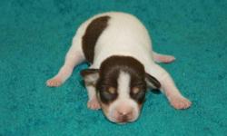 ACA Toy Fox Terrier Puppies, Born 4-11-11, 1 Female, 1 Male, $100 EA, Chocolate Wht, Tan, Current Shots & Worming, Health Guarantee, READY NOW to Go to Good Homes. Call 479-234-1866 or Email deanna@boydactionphotography.com or Look at more Photos Boyd