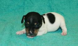 ACA Toy Fox Terrier Puppies, Born 7-9-11, 2 Males, $125 EA, READY NOW, Call 479-234-1866 or Email deanna@boydkennels.com Look at more Photos WWW.BOYDKENNELS.COM Nationwide Airline Shipping avalible at extra charge.