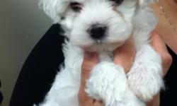 ACA White Havanese male for sale. Born June 24,2011...currently 7 1/2 weeks old and only weighs 3 lbs. should mature to be 8-10 lbs.
Dam is a AKC registered Havanese that comes from champion bloodlines. Sire is a ACA registered Havanese.
This adorable