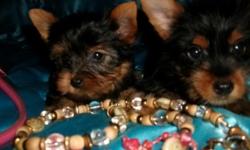 ACA registered Yorkshire Terrier puppies. Born 4-11 they are ready to go. Vaccinated, dewormed and come with a written health guarantee.There are 2 females still available for $350 each.. Cash only please .. 314 550 7840