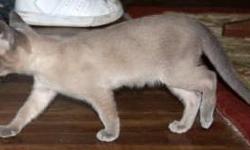 Blue point and blue solid male kittens. Born 4/20/11 and ready for new homes the end of July. Raised under foot in our home from Champion lined parents. Sold with neuter contract. Health guaranteed. Tonkinese love people (great with children) and get