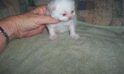 cute cream point male himalayan kitten.ready to go 8-4-2011,dewormed.taking deposits.350.00 with out papers 400.00 with papers.call 563-324-3622