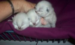 Adorable,Himalayan kittens.seal point male and 2 tortie point females.these babies come from my pets and are dearly loved from day one.they will all have blue eyes.dewormed and ready to go 8-31-2011.taking deposits.call 563-324-3622