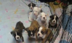 Many colors to choose from, 14 totol pups in all.