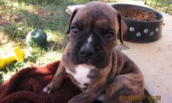 AKC registered Boxer.&nbsp; He is currently 5 weeks old.&nbsp; He will get his first round of shots next sat 10/28/12. Already has his tail docked and dew claw removed.
He comes from a long line of champion does.
Reo Boxer From Grass Valley -