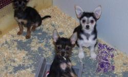 ADORABLE PURE MIX AND MIXED BREED PUPPIES AT GREAT PRICES. UP TO DATE ON SHOTS, DEWORMED, AND HEALTH GUARANTEED. WE ARE LOCATED MINUTES FROM NJ AND STROUDSBURG,,1/2 HOUR FROM ALLENTOWN AND SCRANTON AREA AND LESS THEN 1 HOUR FROM NYC.