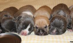Born 2-9-11; 1 female- Seal w/white markings; 4 males- 2 blue w/white markings, 1 blue fawn w/white markings, 1 seal w/white markings; 8 weeks on 4-6-11; health certificates; Purina puppy starter pack w/sample bag of puppy chow; ADBA & ABKC registration