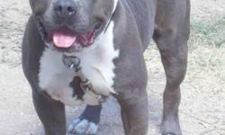 RBG Bloodline....ADBA Blue Nose Pit bull, will turn 2 at the end of August, really good with people and children really good with other dogs, moving and looking to place him in a good home, he is short and thick bone good conformation and has his ears