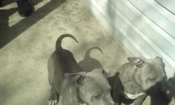 Have 6 pitbulls left. I have 5 girls and 1 boy. Shots and dewormed up-to-date. Have mom on site. Call (229)539-2561