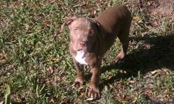 ADBA registered pure bred Pitbull Puppy 12 weeks old and house trained and kennel broke. He is loving with great bloodlines and has been around a 5yr old and 2yr old so extremely gentle and child friendly. We love him as a child but the landlord will not