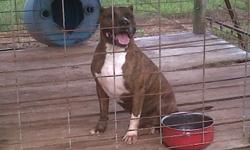 8wks old ADBA Registered pitbull puppies. I have 2 females and 2 males left. I'm selling these puppies at a great deal, I am going out of town for holidays. Camolot/ Razoredge bloodline. contact me at (910)641-2292 for info. Pics of Sire and Dam is