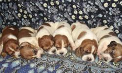 AKC Basset Hound Puppies! Males, Females, Tri Coloreds and Red&Whites Available.
Ready to go to their new homes!
Our puppies are Family Raised with plenty of love, attention & baths!
They go home with health certificate, at least 1st set of shots,